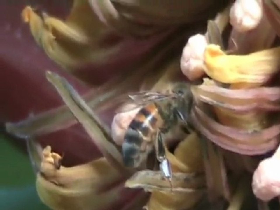 apiculture abeilles Ethiopie Shashamane