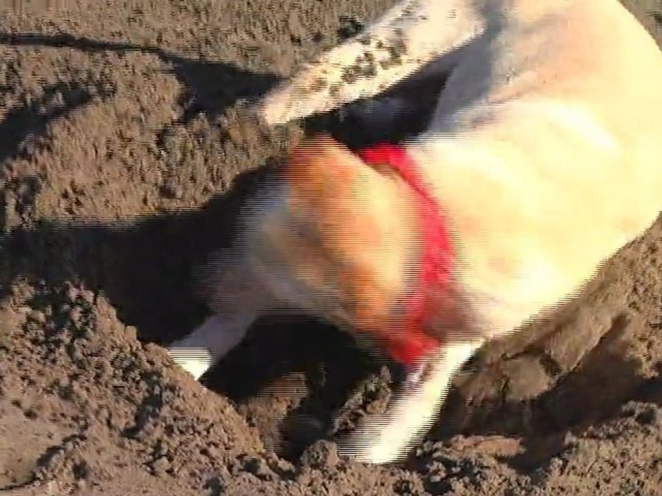 Wally on the Run (San Francisco bliss!)