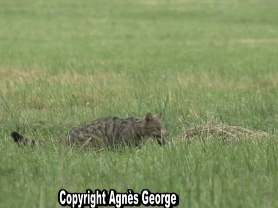 Chat forestier, renardeau, sanglier et chevreuil.