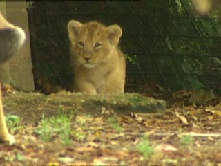 Carnivore species 'need preservation'