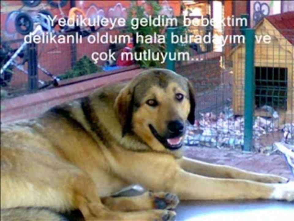 YEDİKULE HAYVAN BARINAĞI