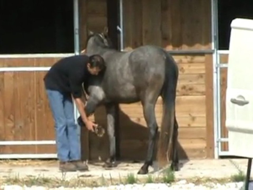 1 er PARAGE SALIMA pur sang arabe endurance