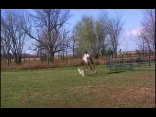 DOG AND HORSE PLAY TIME!
