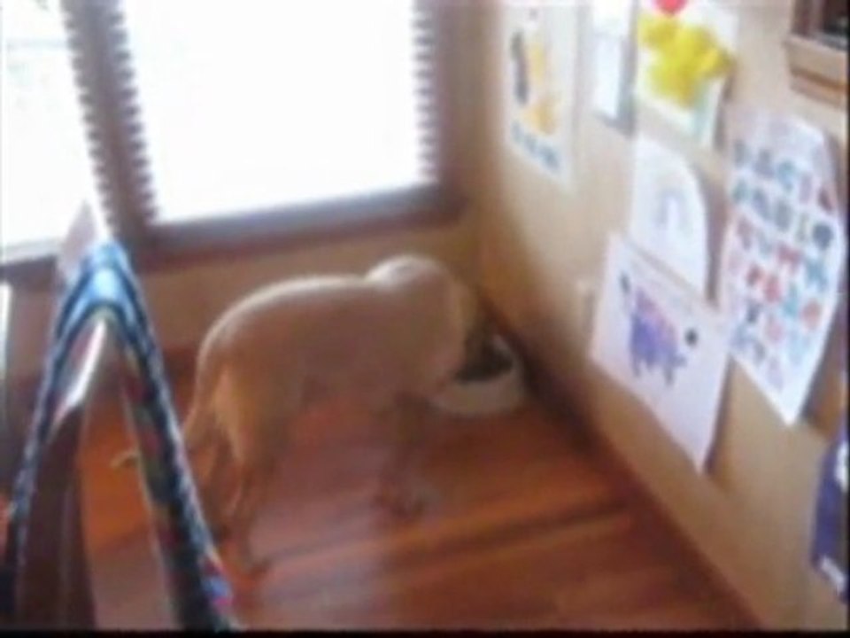 "Wally on the Run" starring Beau!