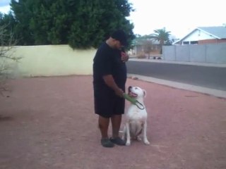 Hank OB3: Another Obedience Video