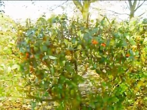 Film colniegian cesson sevigne