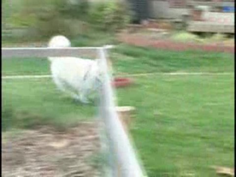 Wally on the Run entry