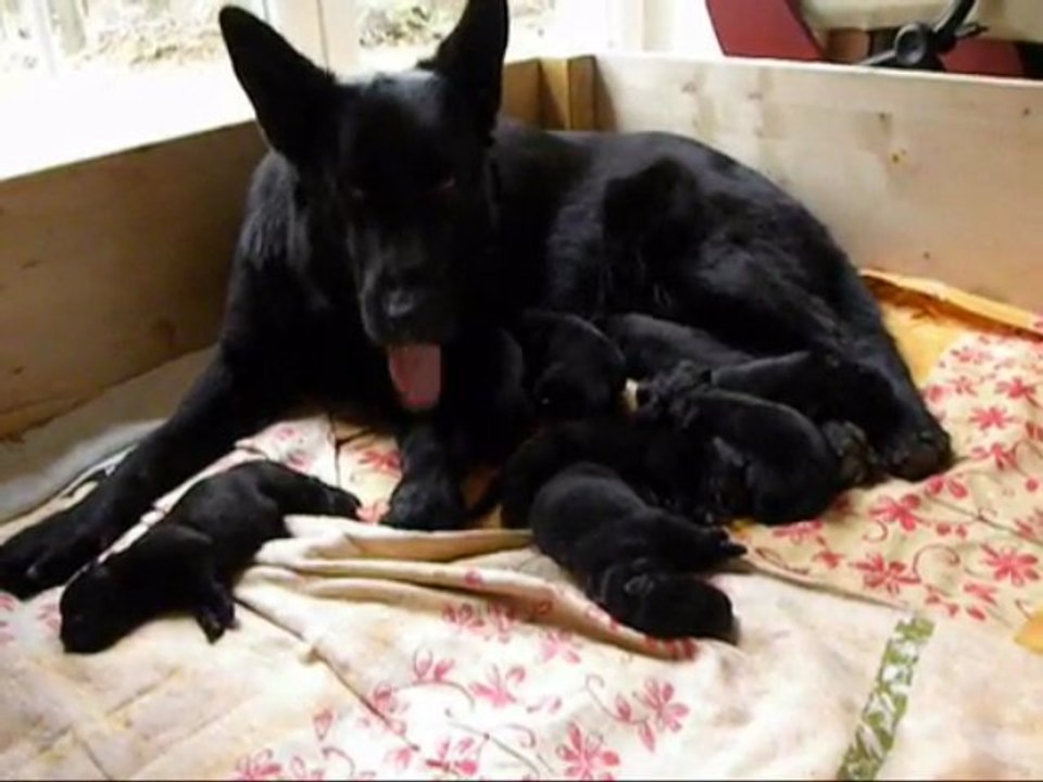 Frenzis Welpen 4. Tag