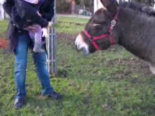 TAMIA FEEDS DONKEY