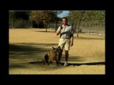 Obedience Training For Dogs Stop A Dog Barking