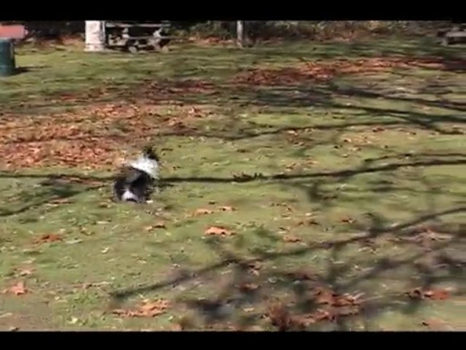 Wally on the Run featuring Molly