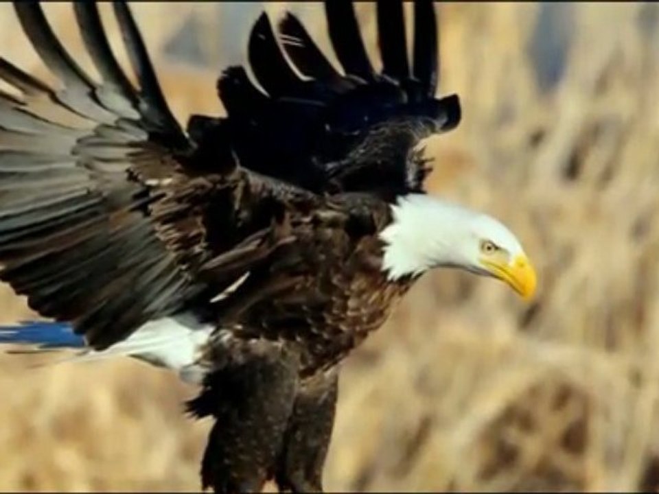 Wild eagle