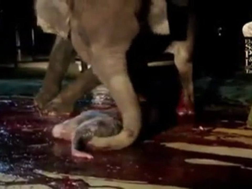 Naissance d'un élephant