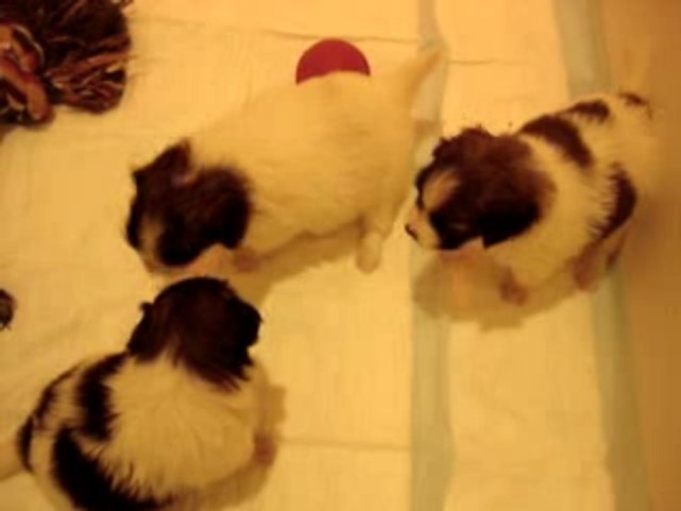 Chiots Phalènes