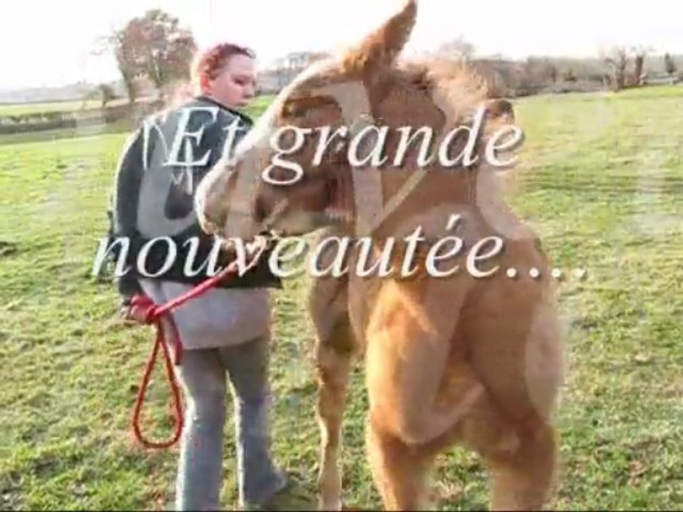 Vasco Petit cheval de trait né le 22.09.09