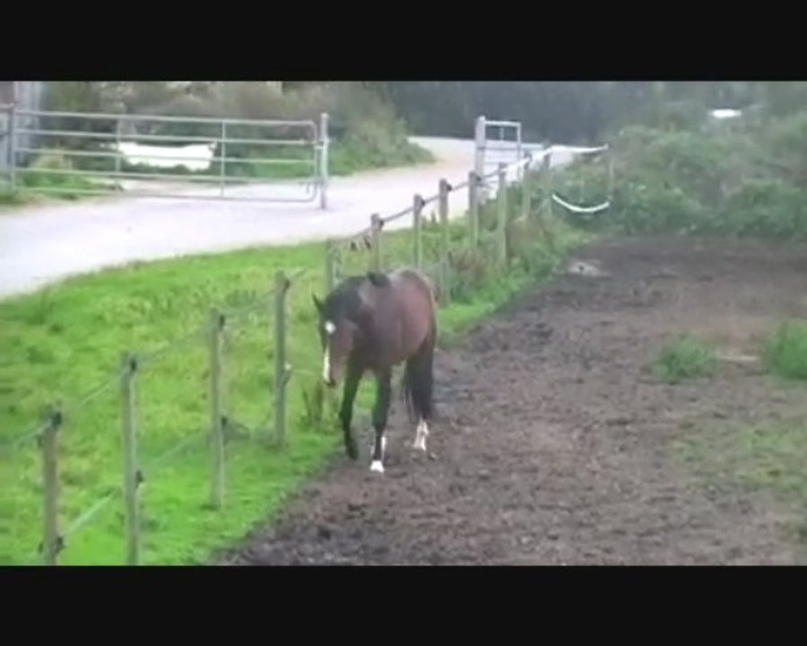 jeunes chevaux
