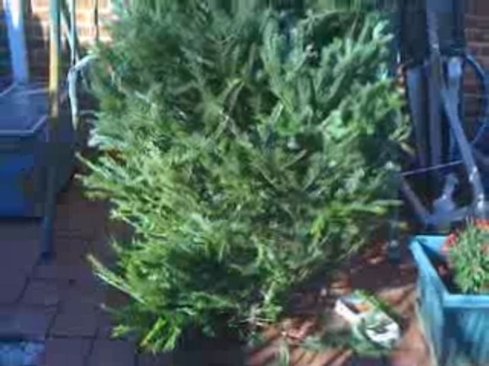 Christmas Tree 2009
