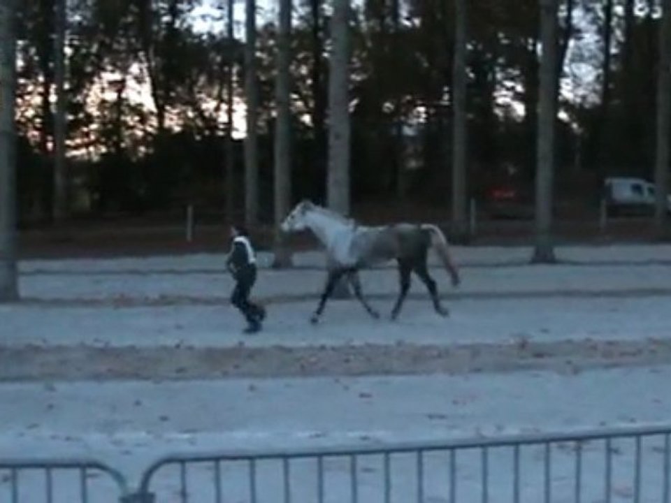 VIDEO CONTROLE FINAL LE PERTRE pur sang arabe endurance