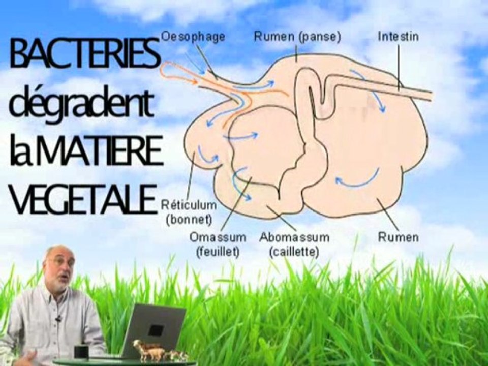 pet de vache et effet de serre ?