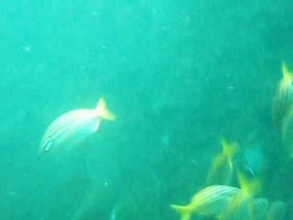 Fish Rock Cave