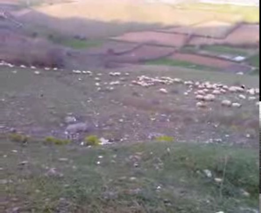 Erbaa Akça Kasabası_dan koyun otlatma--