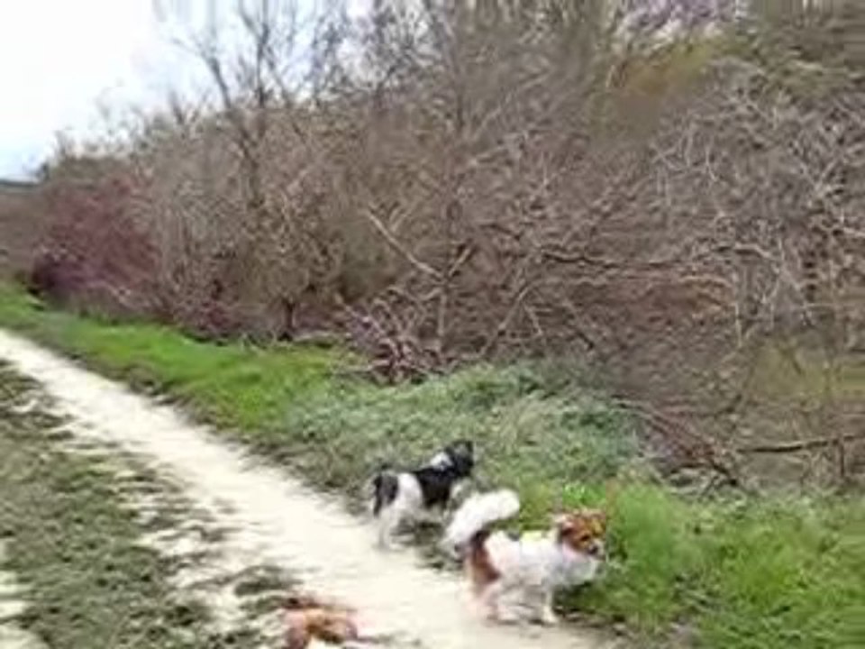 Ninon,Vega, Cachou et les autres