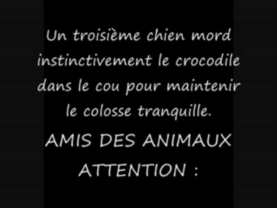 crocochien