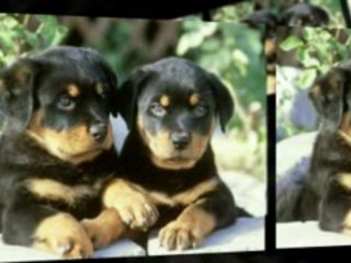 Rottweiler Puppies... Best Xmas Gift Ever!