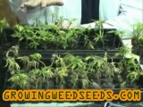 How to Clone Marijuana Plants for an Indoor Marijuana ...
