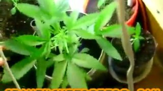 Closet Marijuana Grow :: part 5 :: :: indica :: Indoor ...