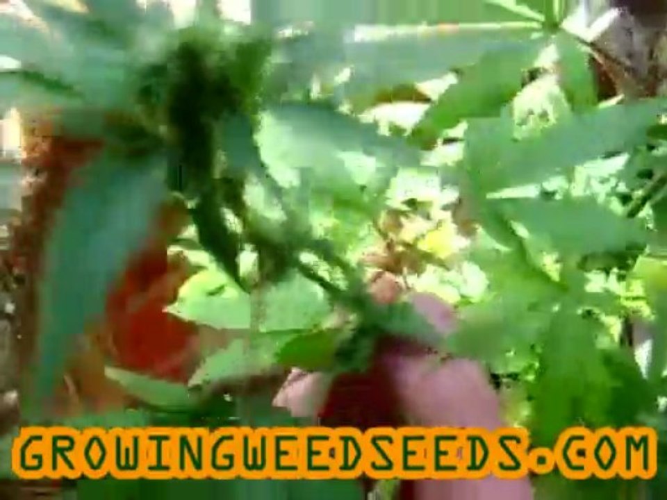 Closet Marijuana Grow :: part 13 :: :: indica :: Indoor ...