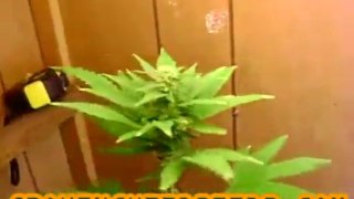 Closet Marijuana Grow :: part 14 :: :: indica :: Indoor ...