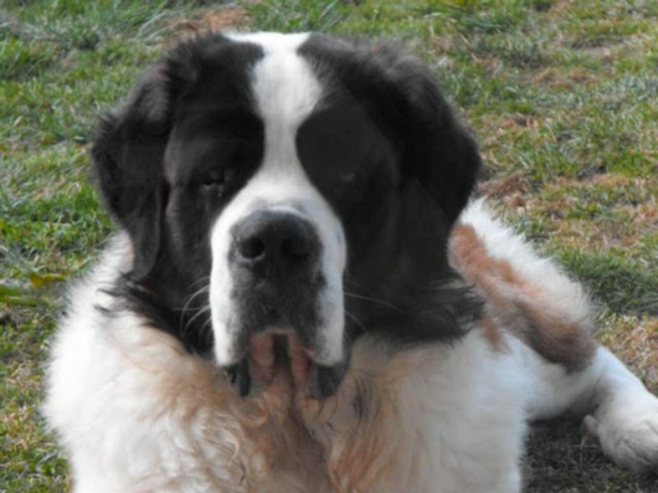 charly