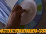 How to Germinate Marijuana Seeds :: part 1 :: Quick and ...
