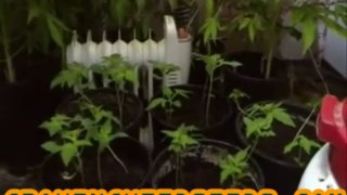 How to Germinate Marijuana Seeds :: part 3 :: Quick and ...