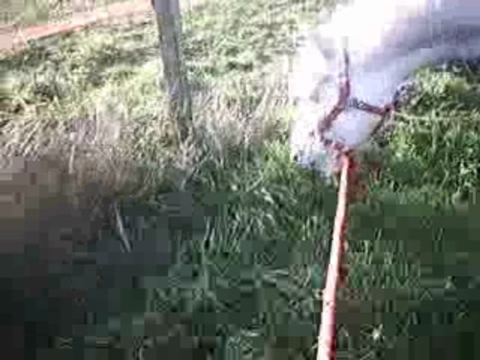 Travail de Tango, cheval camarguais