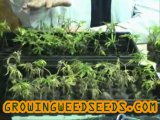 How to Clone Cannabis Plants for an Indoor Cannabis ...