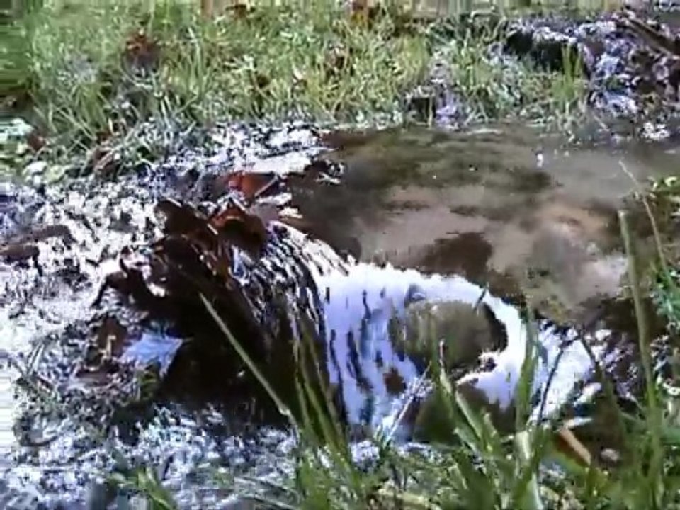 Cascada Urlatoarele
