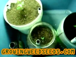 Closet Cannabis Grow :: part 1 :: :: indica :: Indoor ...