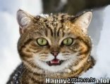 FUNNIEST KITTIES Very Funny Cats 44