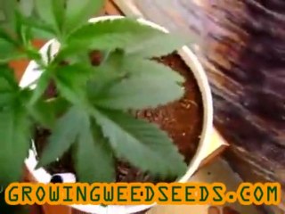 Closet Cannabis Grow :: part 4 :: :: indica :: Indoor ...