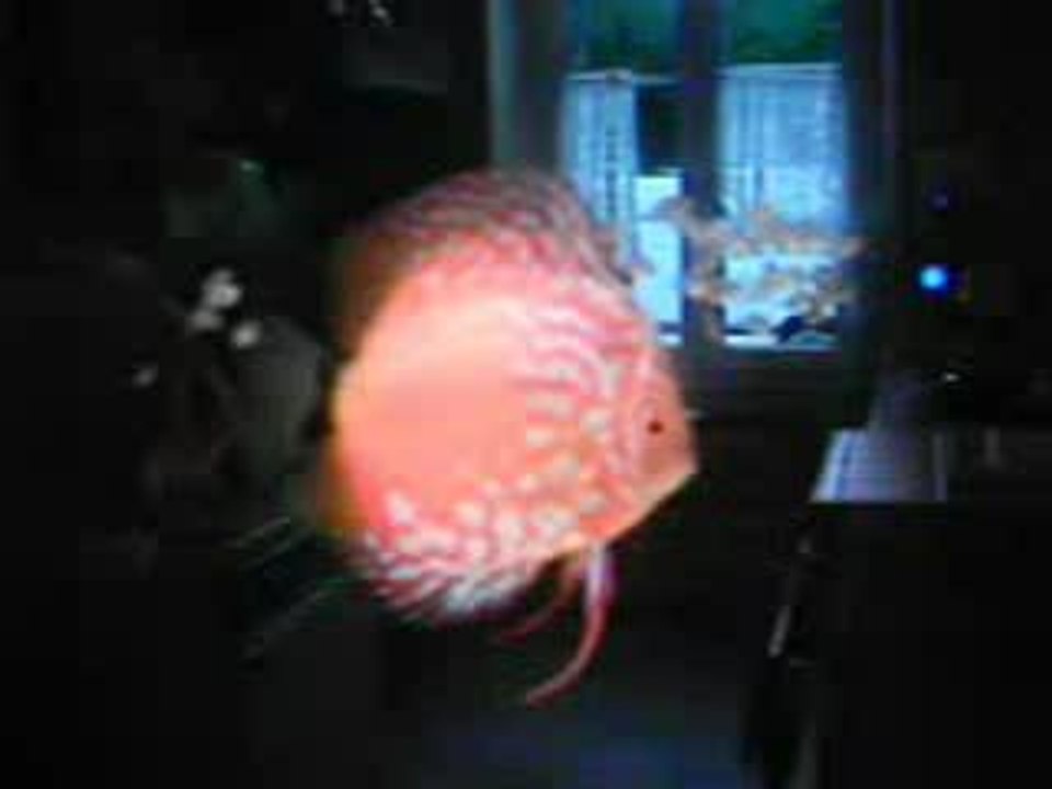 Petits 2 semaines envrion