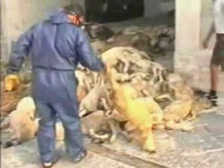 Гамбургер без прикрас