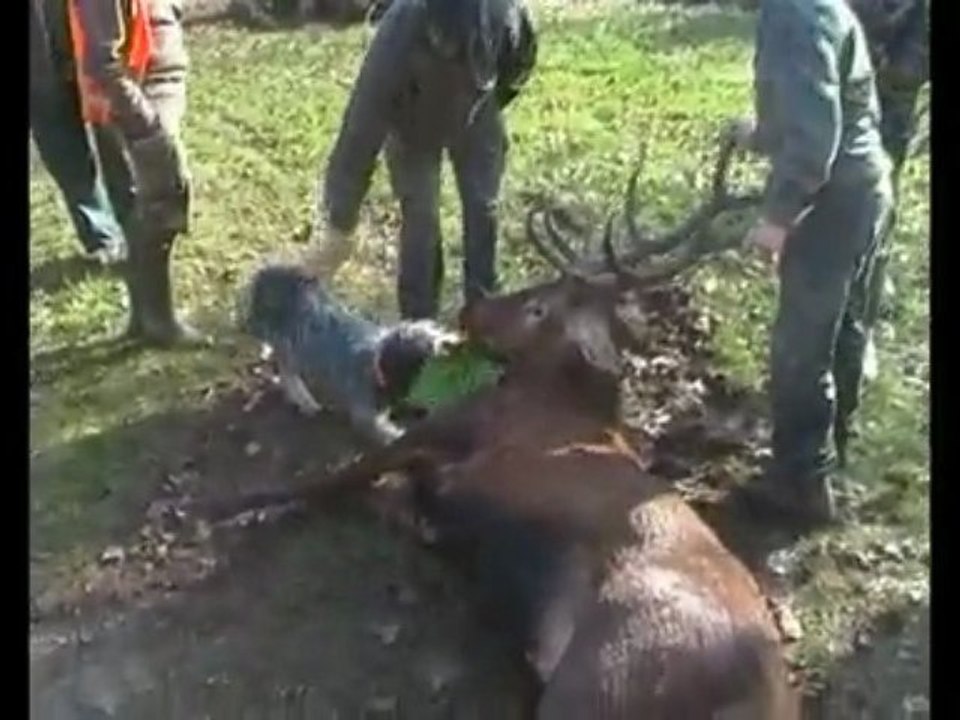 griffon bleue de 7 mois