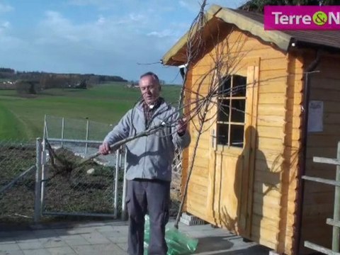 Choisir un arbre fruitier