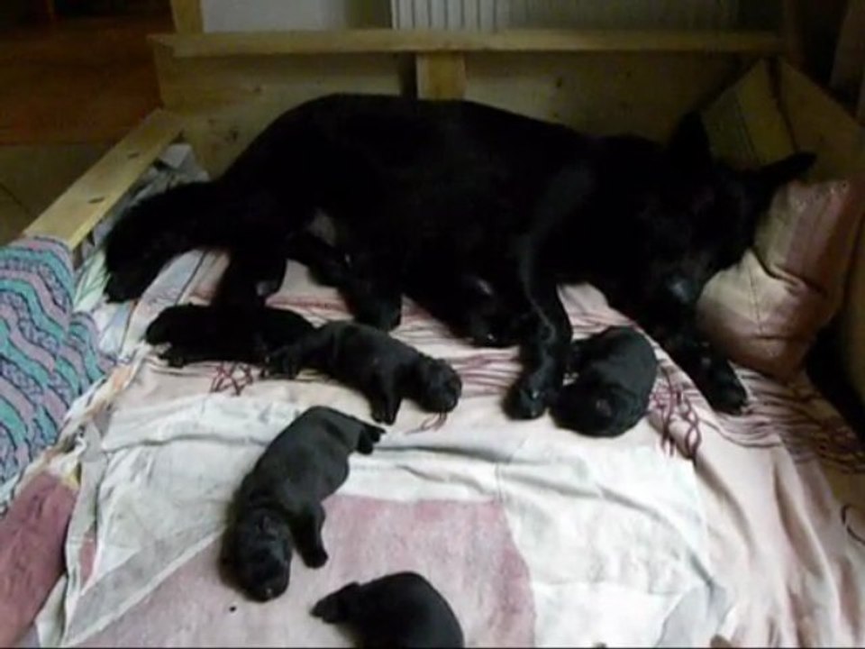 Frenzis Welpen 4. Tag/2