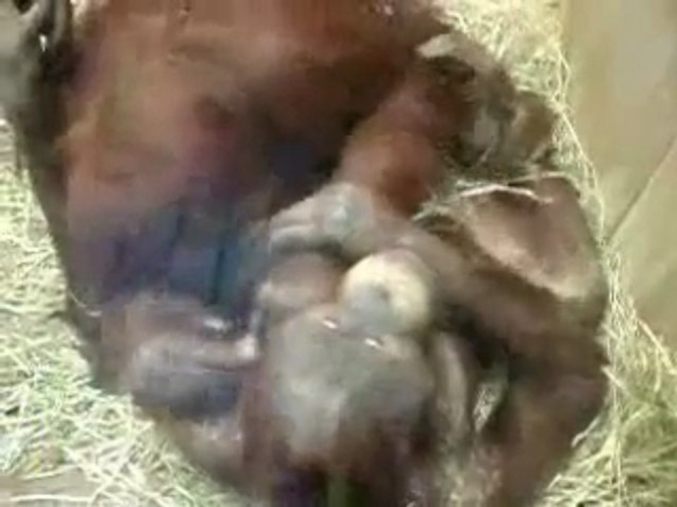 Wild Making Love Video