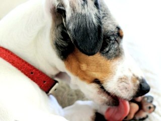 WASH YOUR HANDS with Bert The Runner Duck