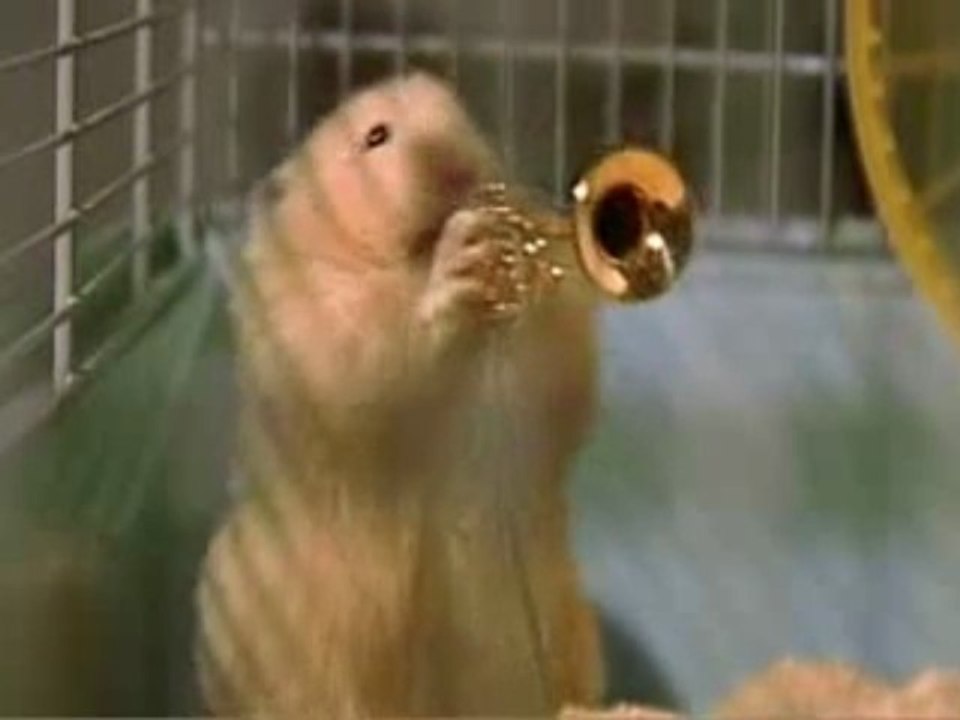 Hamster qui jouent du jazz