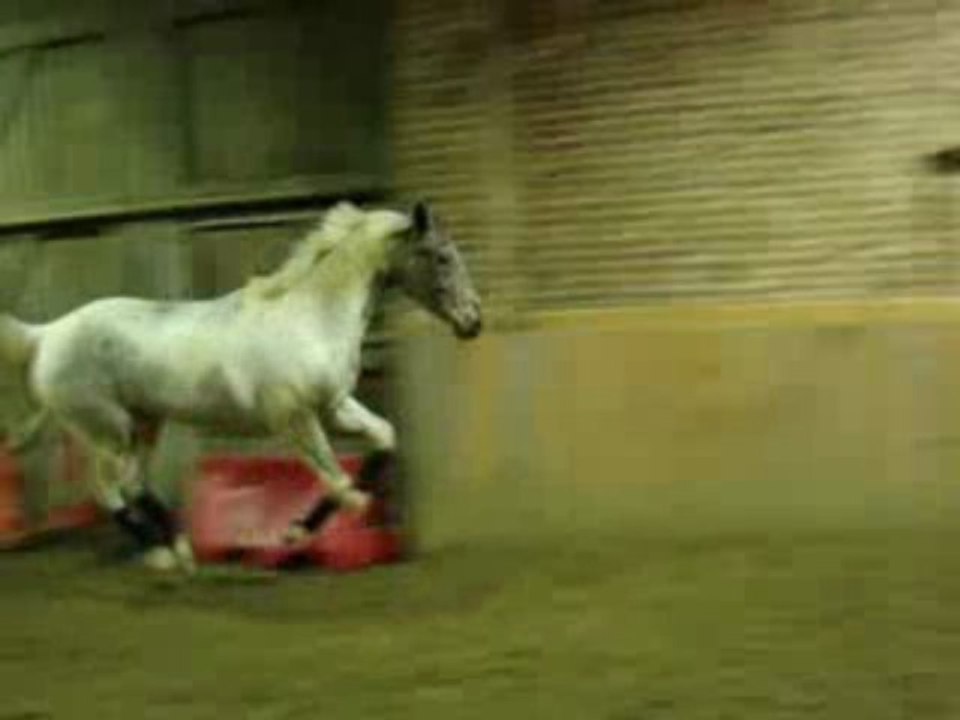 Mercredi 2 décembre 2009 - Nikita en Liberté